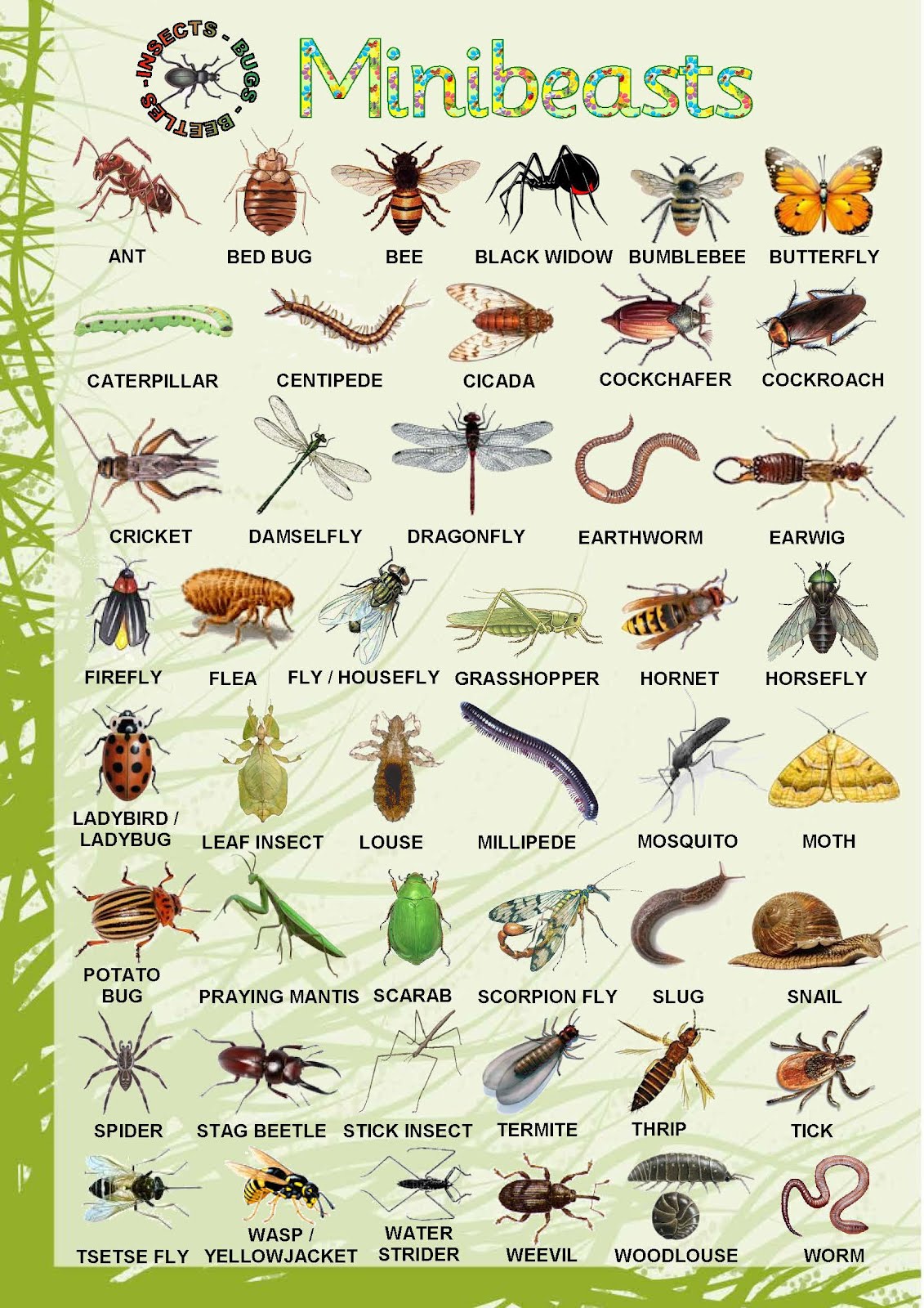 Blog De Ingl s MINIBEASTS Unit 6 4 blog-de-ingl-s-minibeasts-unit-6-4